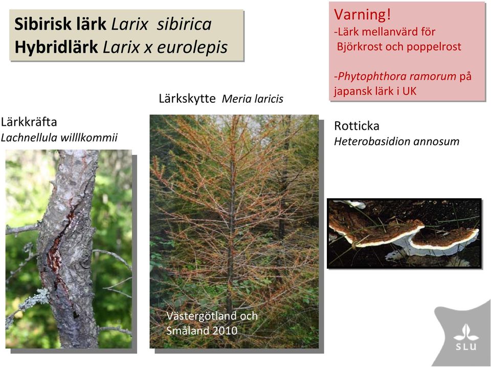 willlkommii Lärkskytte Meria laricis Phytophthora ramorum på japansk