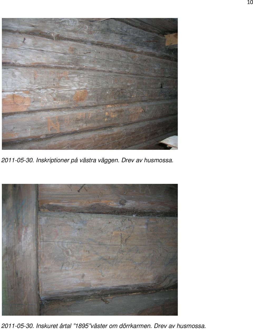 Drev av husmossa. 2011-05-30.