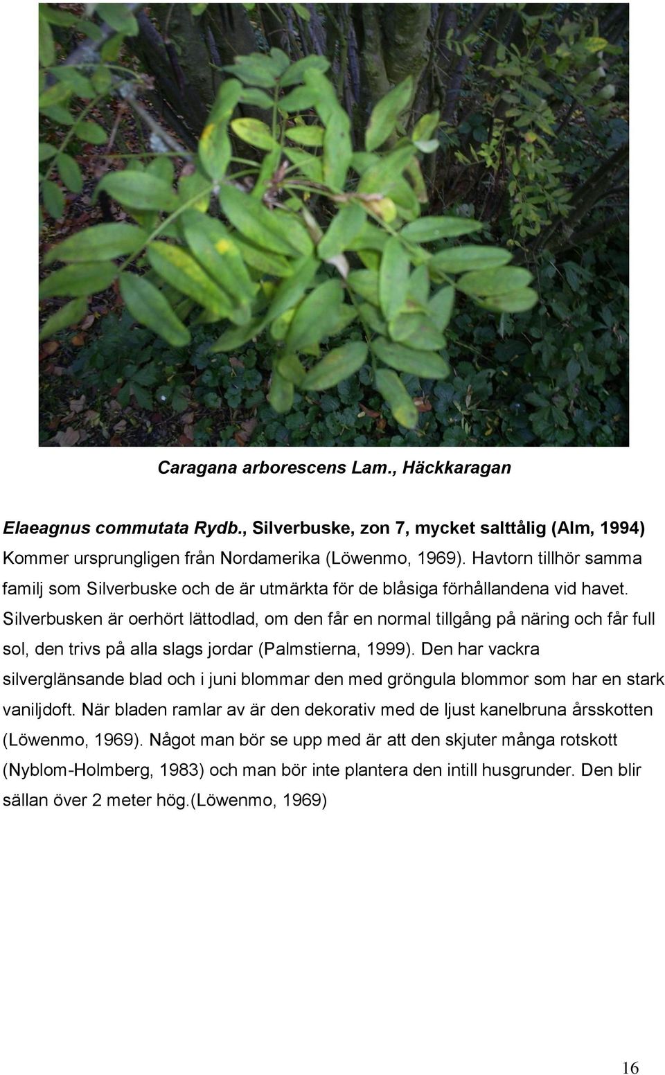 Silverbusken är oerhört lättodlad, om den får en normal tillgång på näring och får full sol, den trivs på alla slags jordar (Palmstierna, 1999).