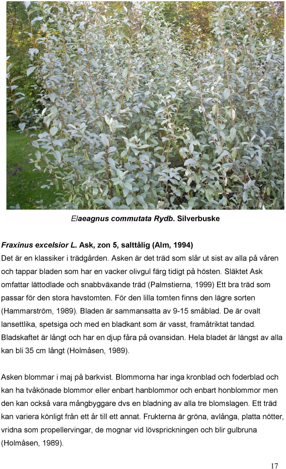 Släktet Ask omfattar lättodlade och snabbväxande träd (Palmstierna, 1999) Ett bra träd som passar för den stora havstomten. För den lilla tomten finns den lägre sorten (Hammarström, 1989).