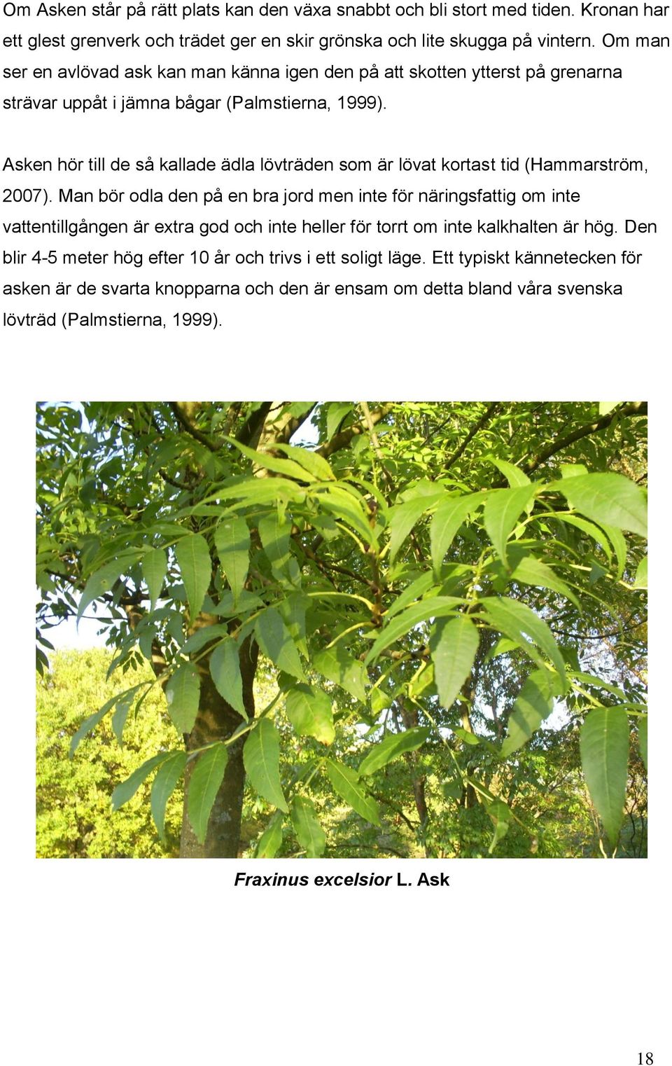 Asken hör till de så kallade ädla lövträden som är lövat kortast tid (Hammarström, 2007).