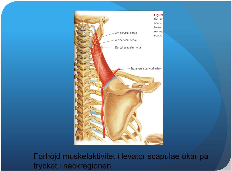 levator scapulae