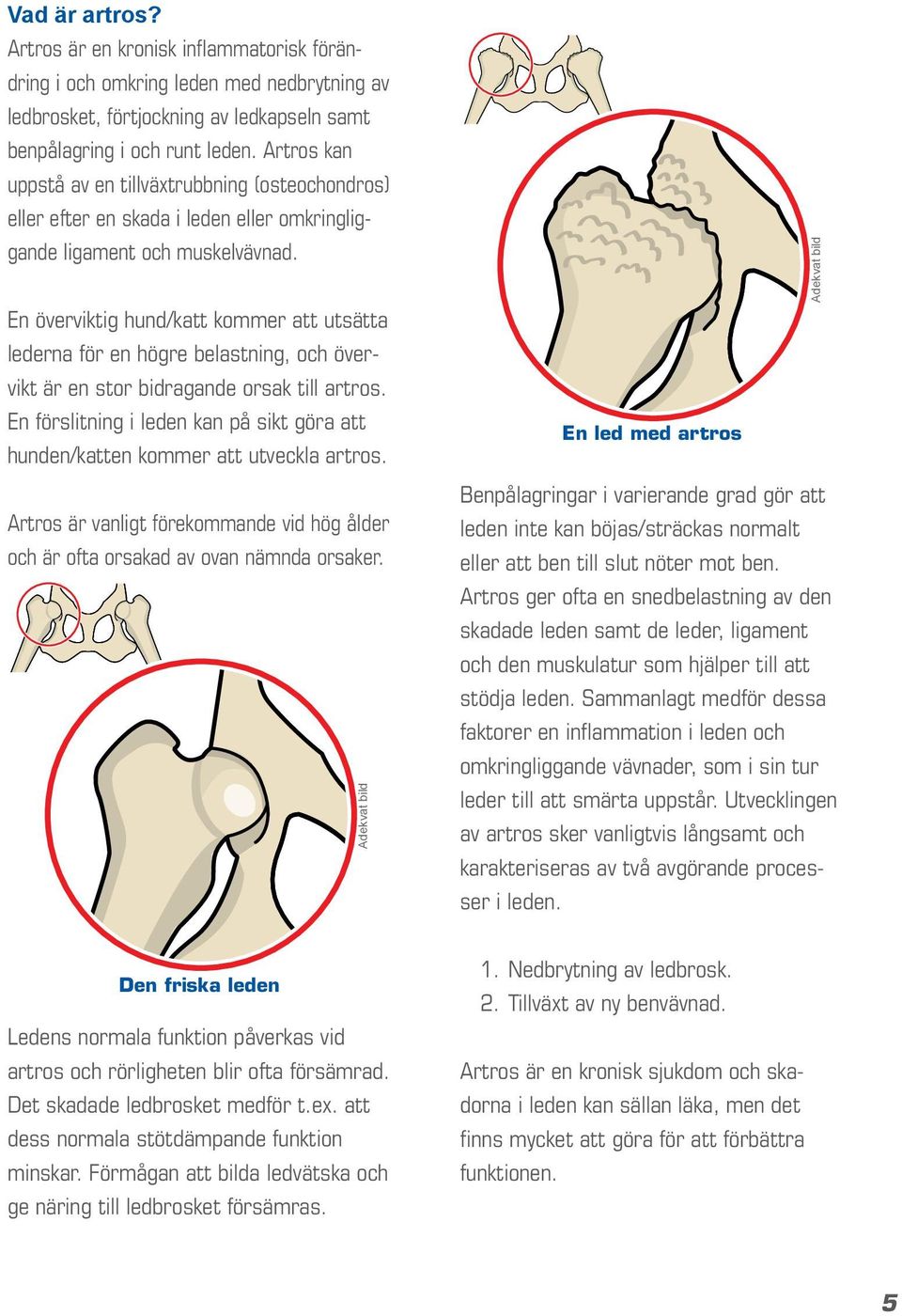 En överviktig hund/katt kommer att utsätta lederna för en högre belastning, och övervikt är en stor bidragande orsak till artros.