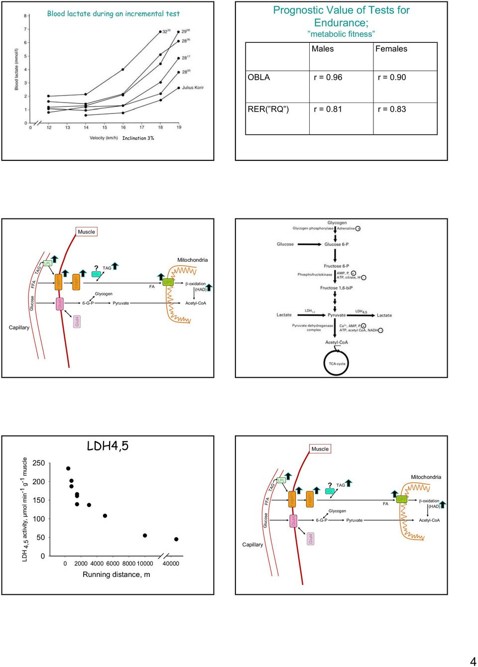 HSL FA CPT Mitochondria -oxidation (HAD) 6-G-P Pyruvate Acetyl-CoA Capillary LDH4,5 Muscle LDH 4,5 activity, µmol min