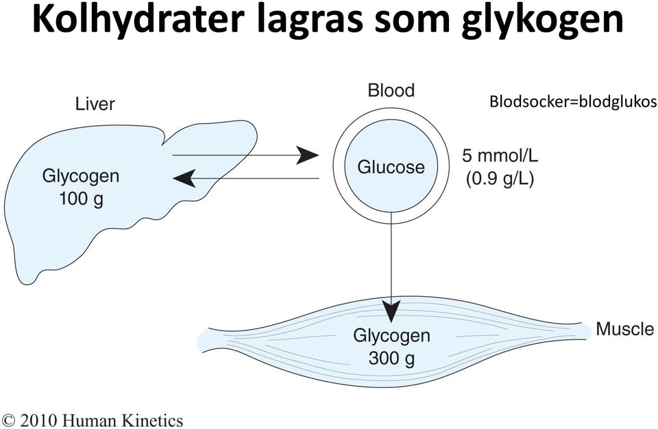glykogen