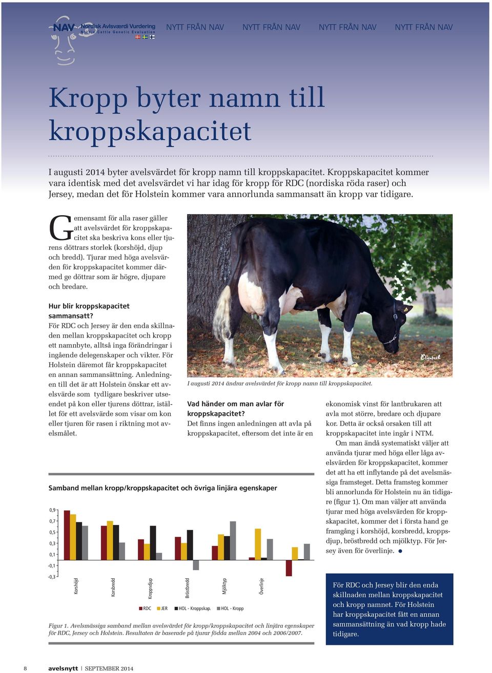 Gemensamt för alla raser gäller att avelsvärdet för kroppskapacitet ska beskriva kons eller tjurens döttrars storlek (korshöjd, djup och bredd).