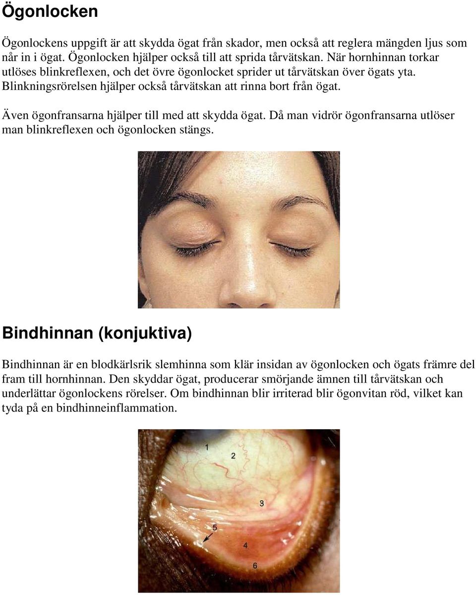 Även ögonfransarna hjälper till med att skydda ögat. Då man vidrör ögonfransarna utlöser man blinkreflexen och ögonlocken stängs.