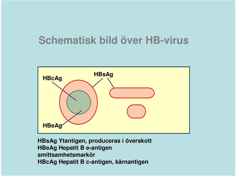 överskott HBeAg Hepatit B e-antigen