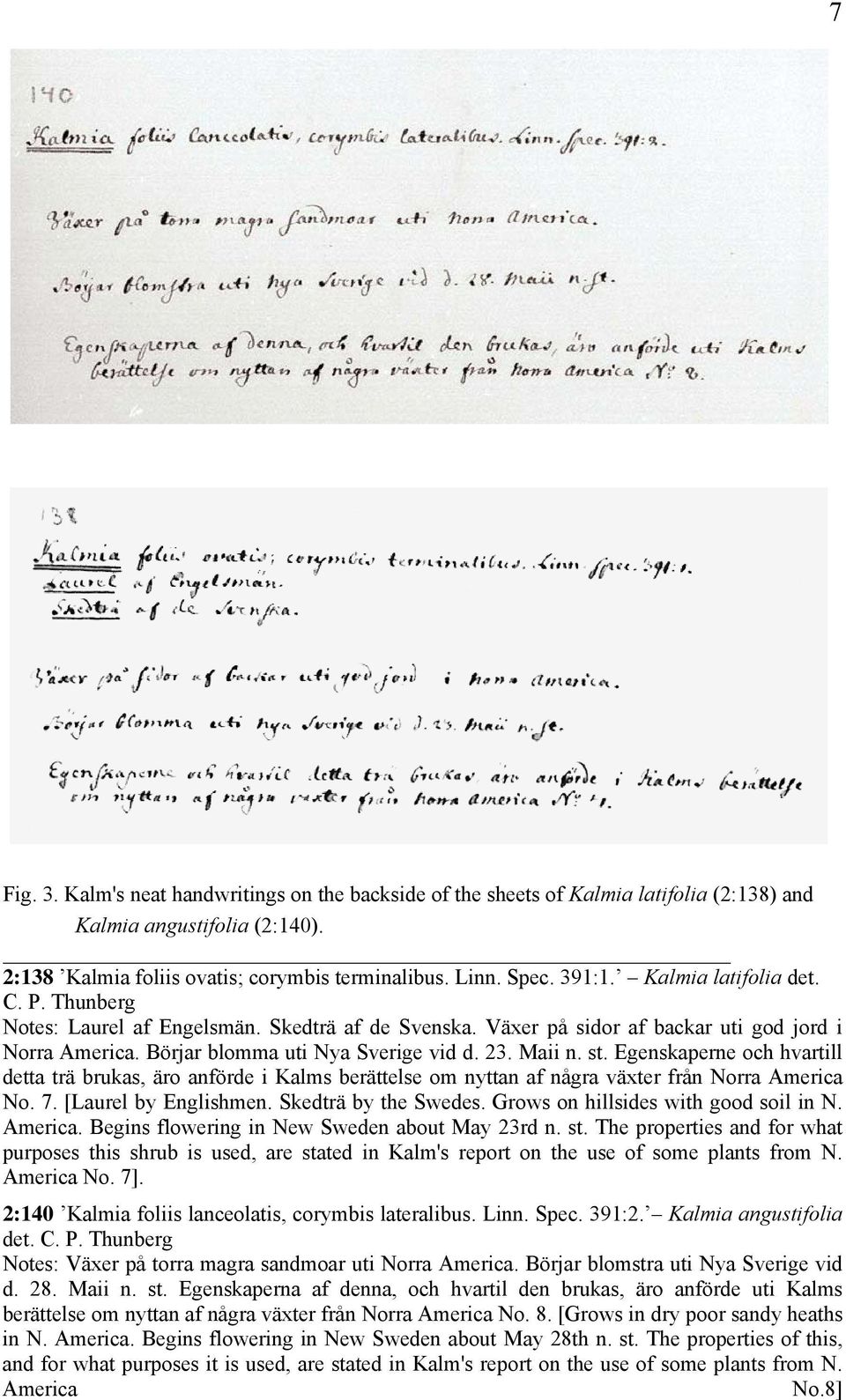 Egenskaperne och hvartill detta trä brukas, äro anförde i Kalms berättelse om nyttan af några växter från Norra America No. 7. [Laurel by Englishmen. Skedträ by the Swedes.