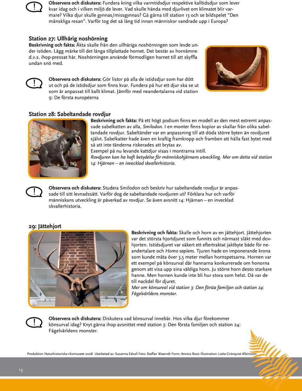 Station 27: Ullhårig noshörning Beskrivning och fakta: Äkta skalle från den ullhåriga noshörningen som levde under istiden. Lägg märke till det långa tillplattade hornet. Det består av hornämne d.v.s. ihop-pressat hår.