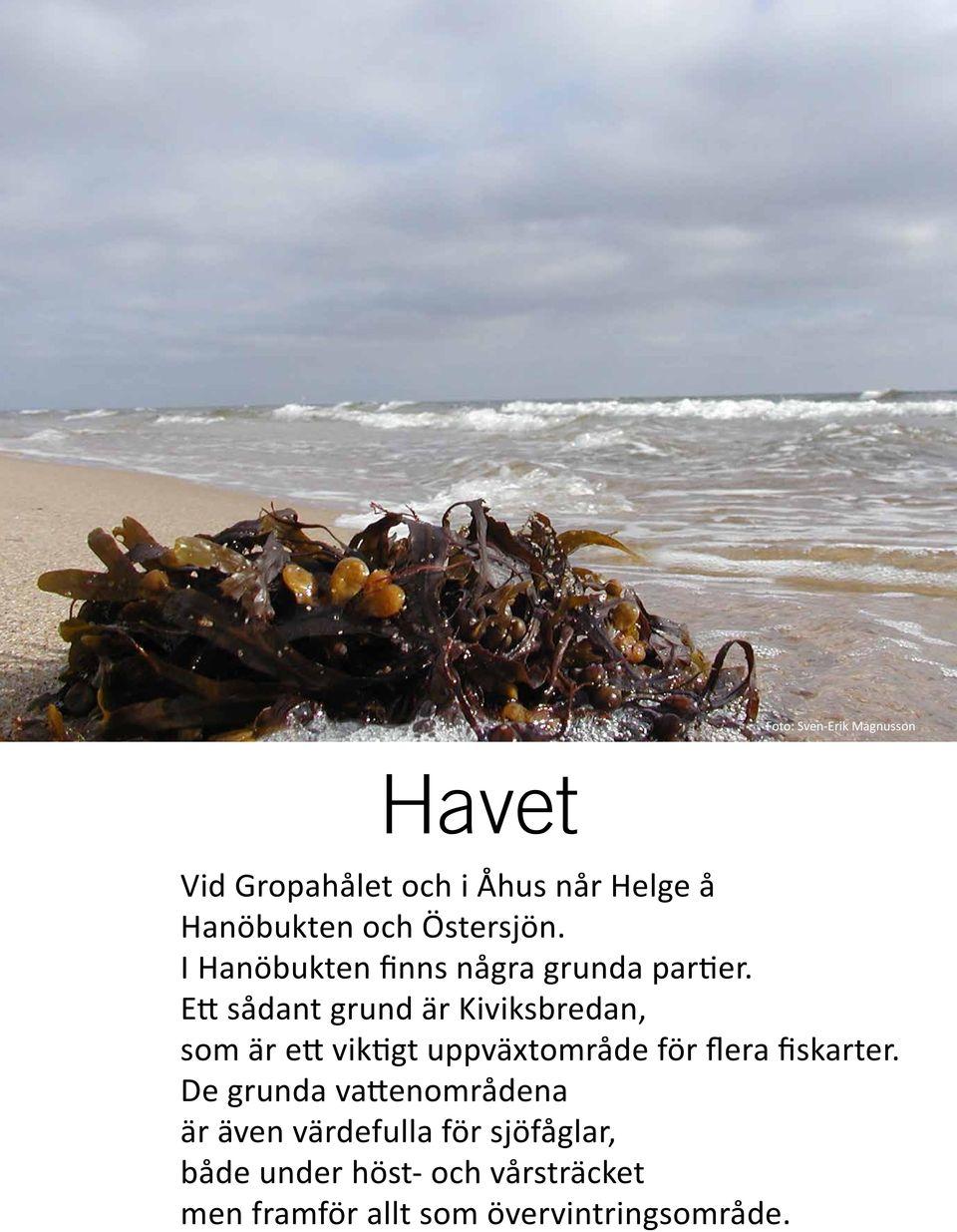 Ett sådant grund är Kiviksbredan, som är ett viktigt uppväxtområde för flera fiskarter.