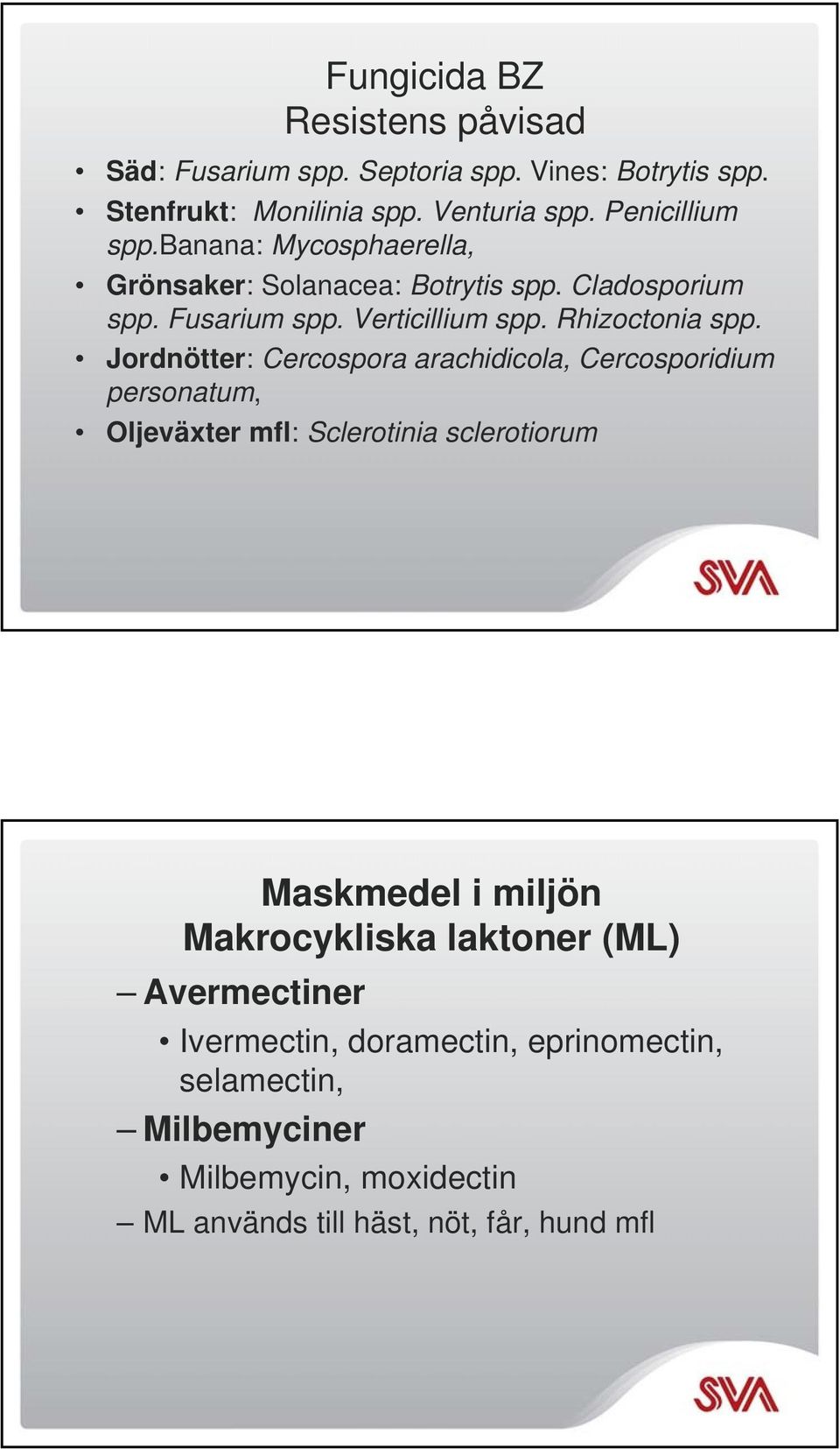 Rhizoctonia spp.