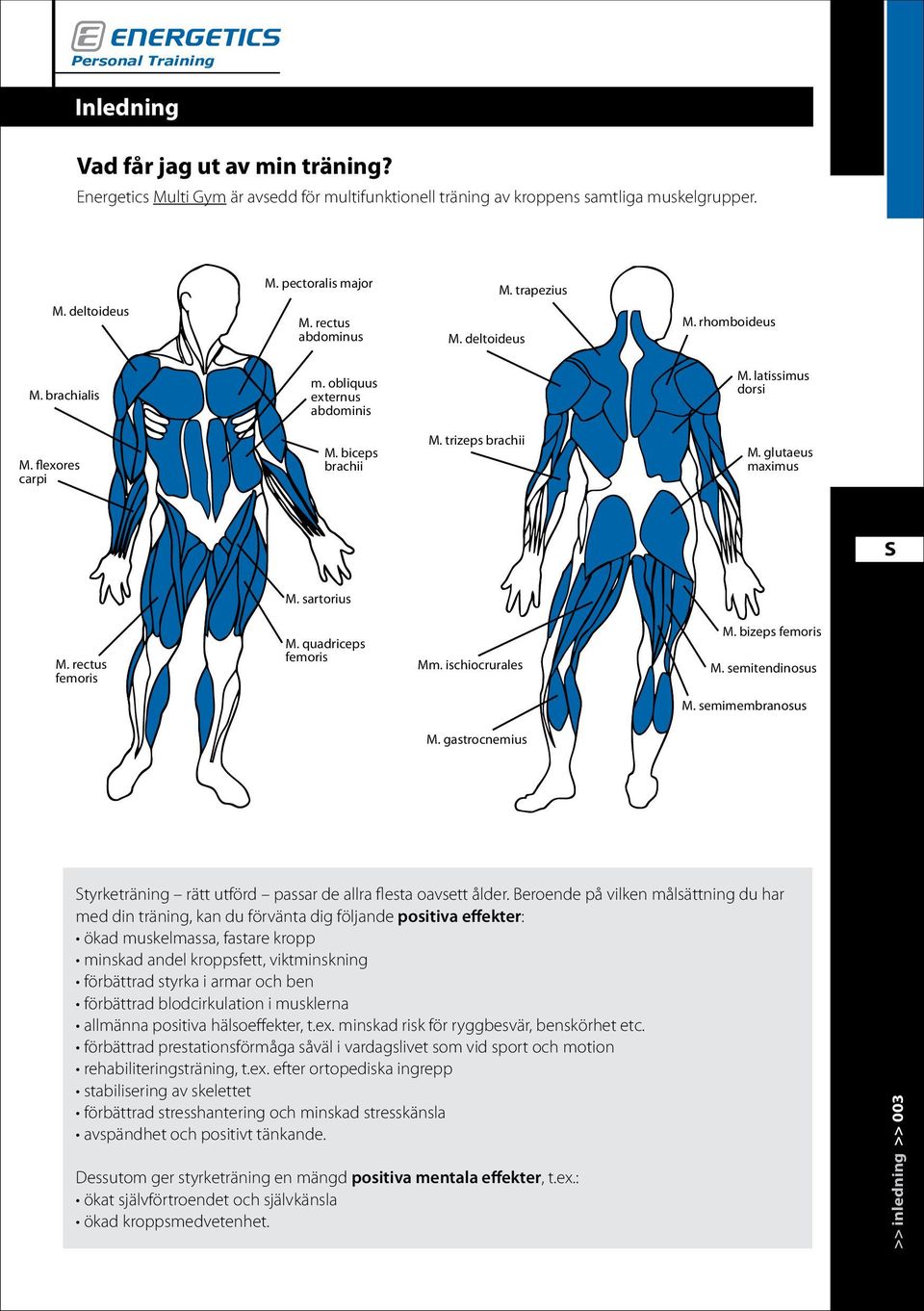 rectus femoris M. quadriceps femoris Mm. ischiocrurales M. bizeps femoris M. semitendinosus M. semimembranosus M. gastrocnemius tyrketräning rätt utförd passar de allra flesta oavsett ålder.