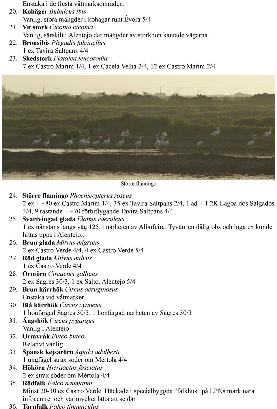 Bronsibis Plegadis falcinellus 1 ex Tavira Saltpans 4/4 Skedstork Platalea leucorodia 7 ex Castro Marim 1/4, 1 ex Cacela Velha 2/4, 12 ex Castro Marim 2/4 Större flamingo 24.