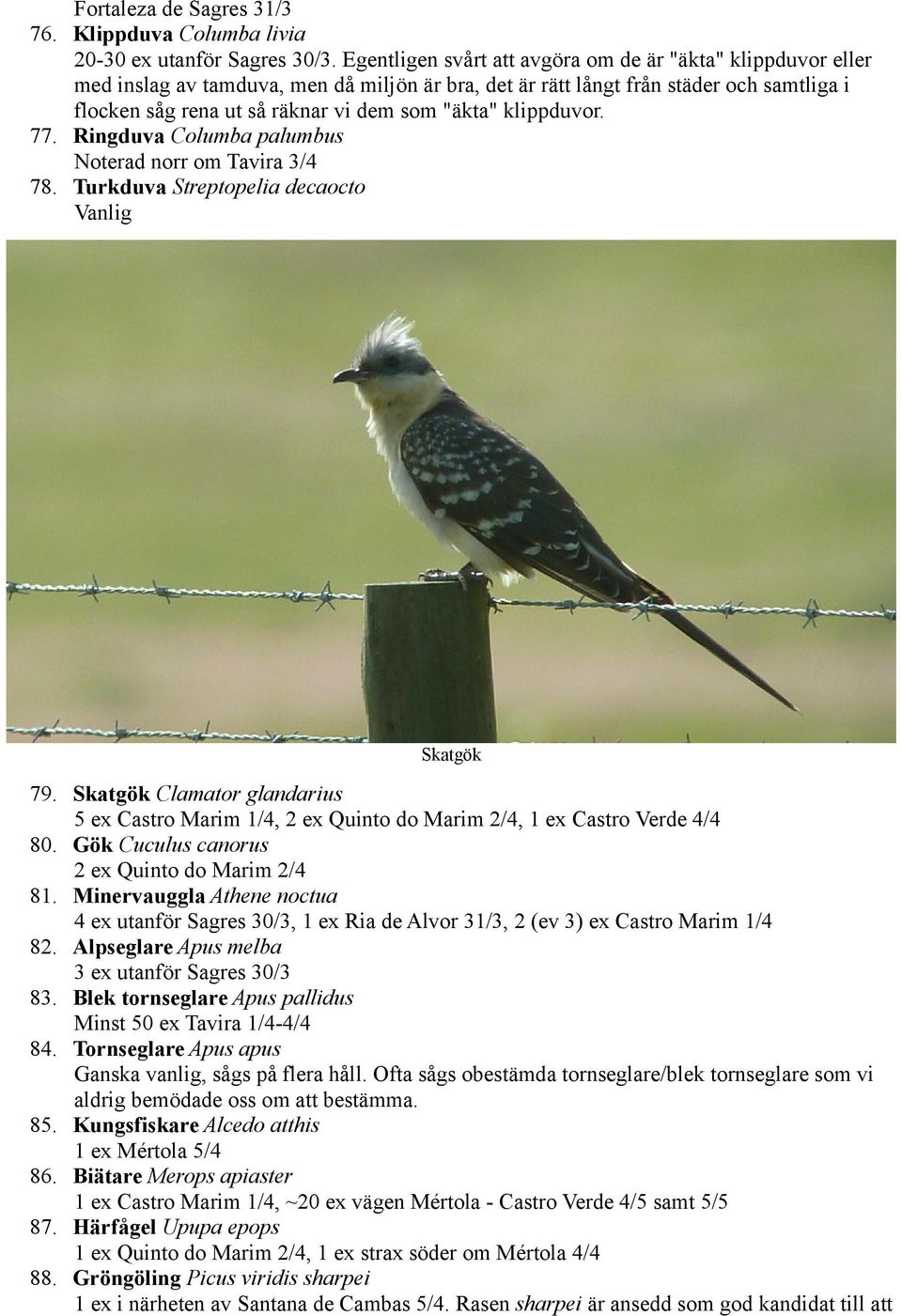 klippduvor. 77. Ringduva Columba palumbus Noterad norr om Tavira 3/4 78. Turkduva Streptopelia decaocto Vanlig Skatgök 79.