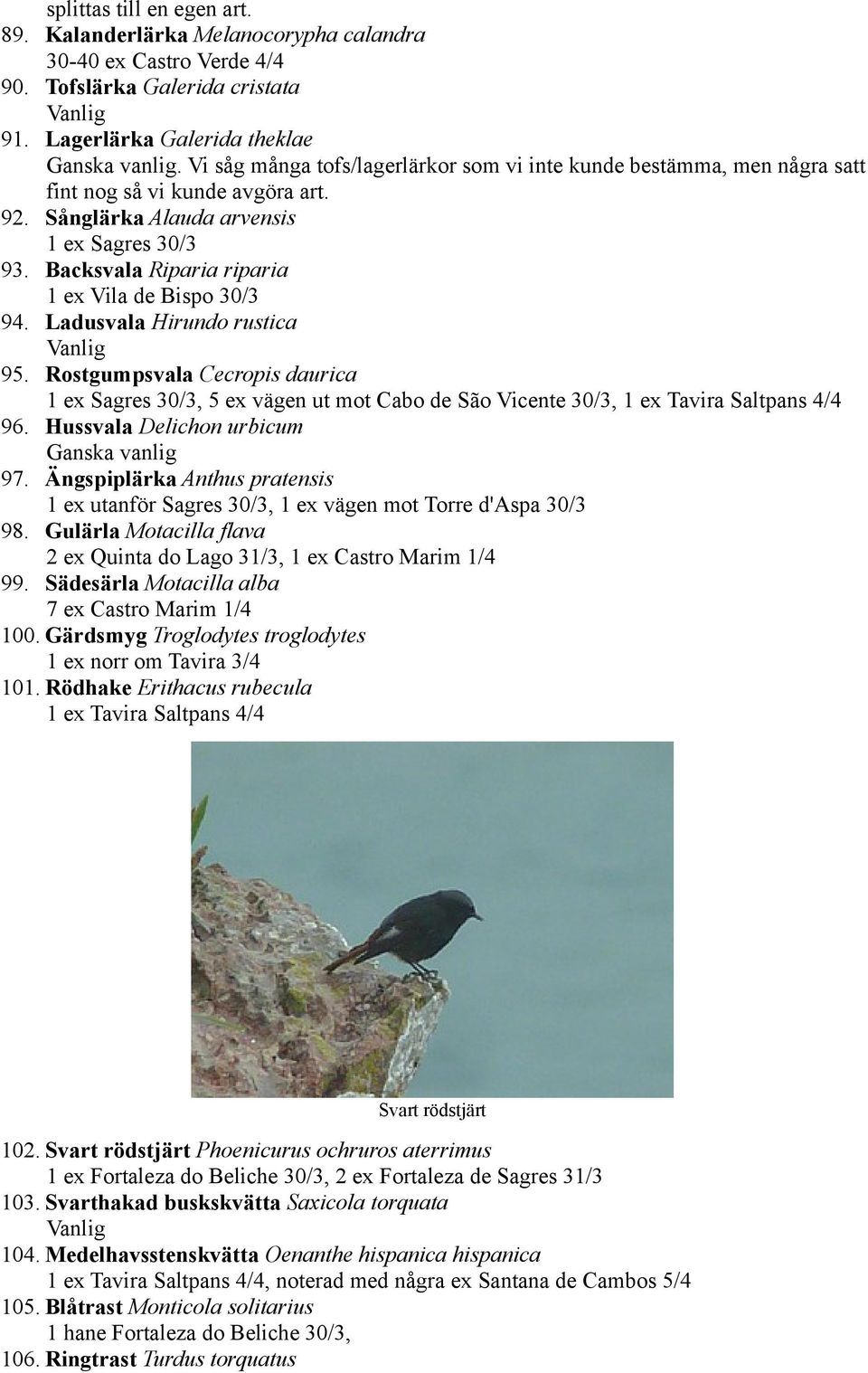 Backsvala Riparia riparia 1 ex Vila de Bispo 30/3 94. Ladusvala Hirundo rustica Vanlig 95.
