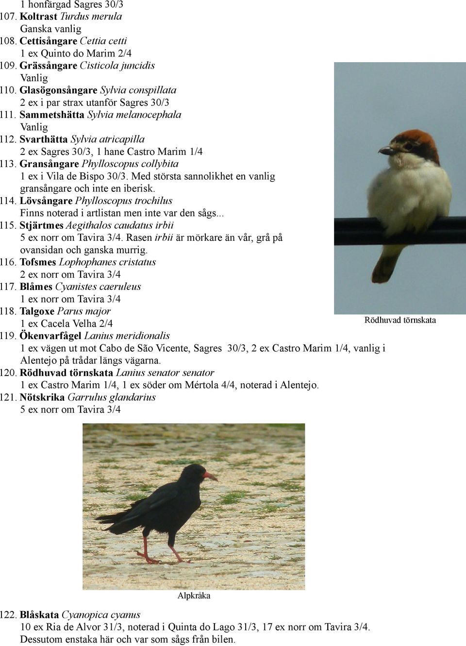 Gransångare Phylloscopus collybita 1 ex i Vila de Bispo 30/3. Med största sannolikhet en vanlig gransångare och inte en iberisk. 114.