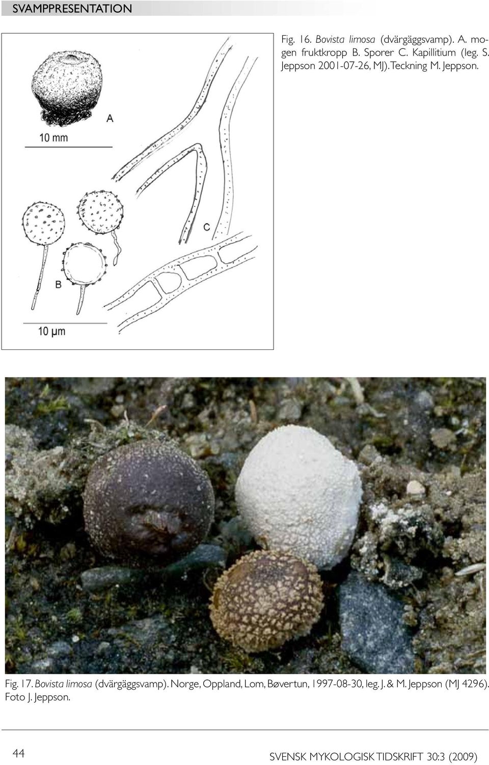 Bovista limosa (dvärgäggsvamp). Norge, Oppland, Lom, Bøvertun, 1997-08-30, leg.