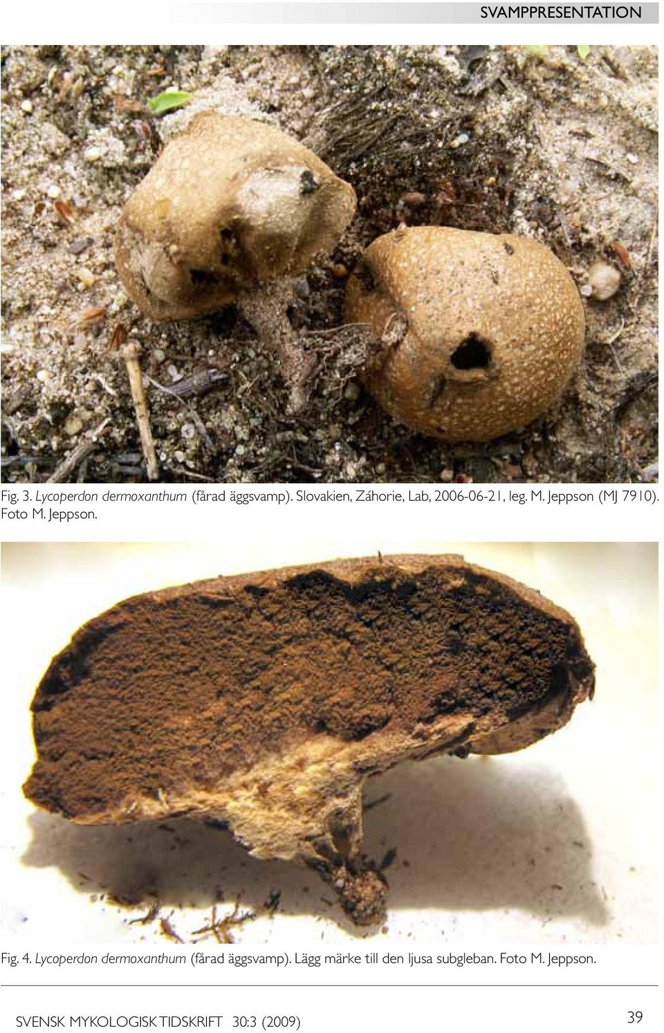 Foto M. Jeppson. Fig. 4. Lycoperdon dermoxanthum (fårad äggsvamp).