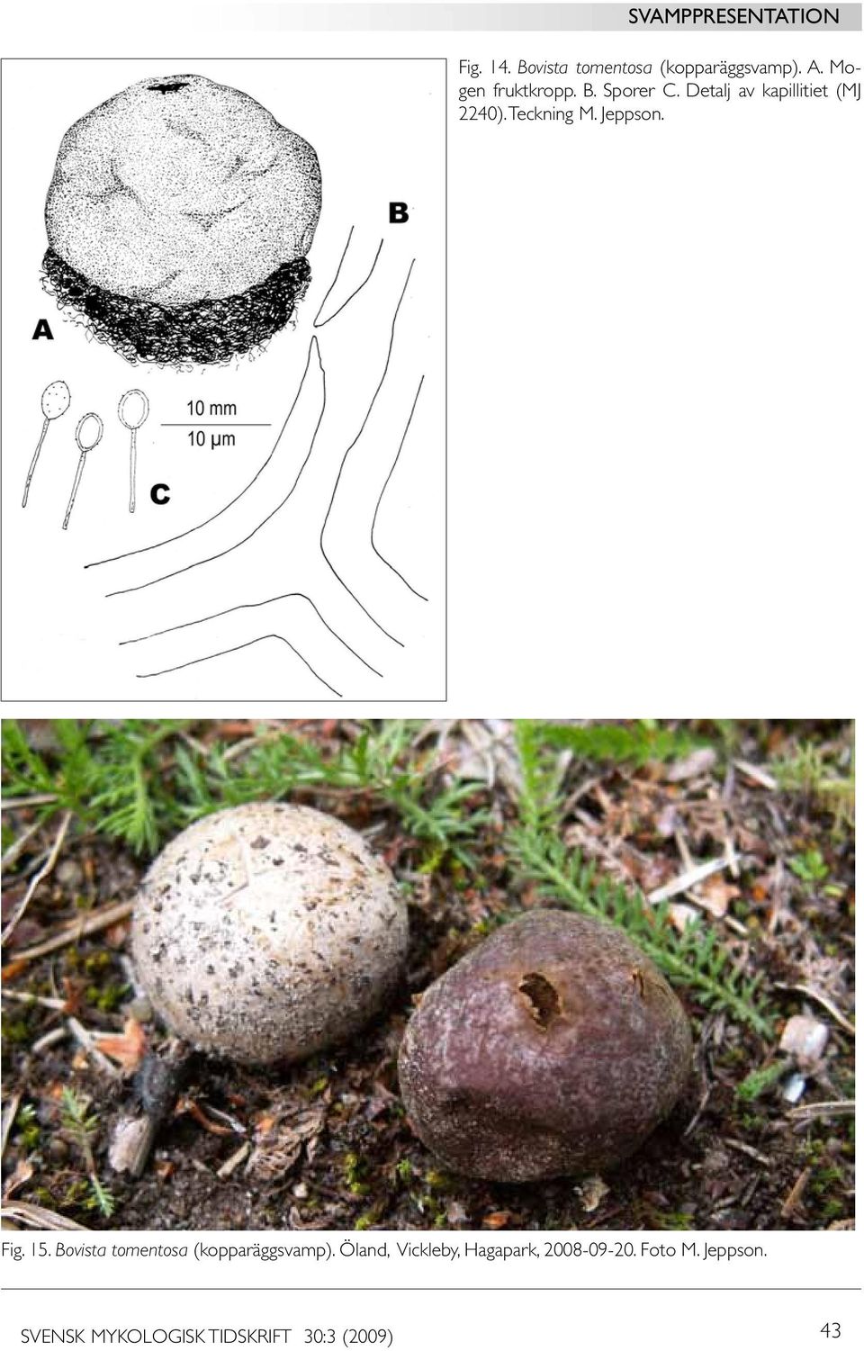 Bovista tomentosa (kopparäggsvamp).