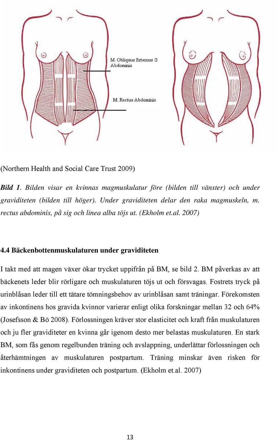 4 Bäckenbottenmuskulaturen under graviditeten I takt med att magen växer ökar trycket uppifrån på BM, se bild 2.