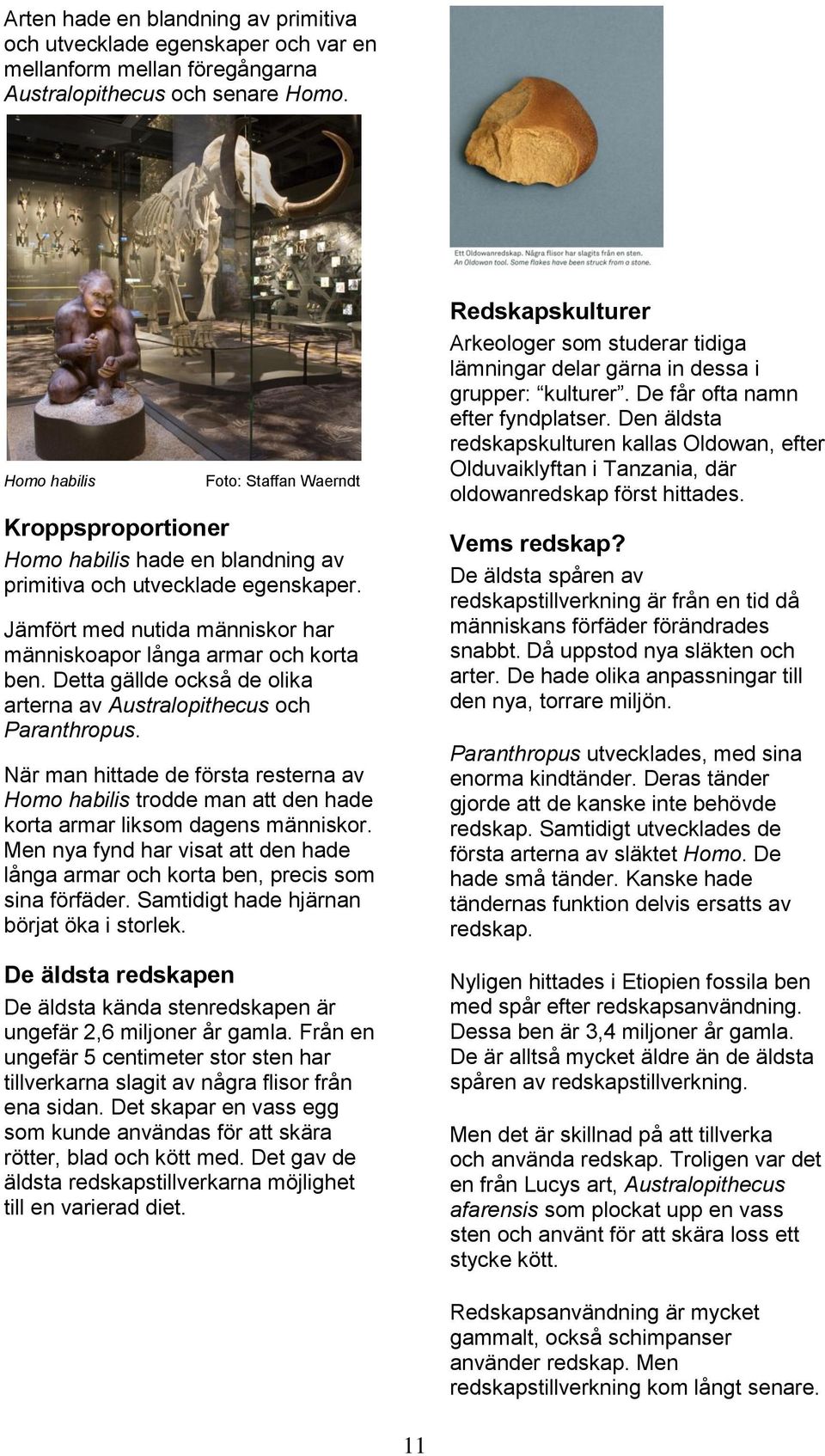 Detta gällde också de olika arterna av Australopithecus och Paranthropus. När man hittade de första resterna av Homo habilis trodde man att den hade korta armar liksom dagens människor.