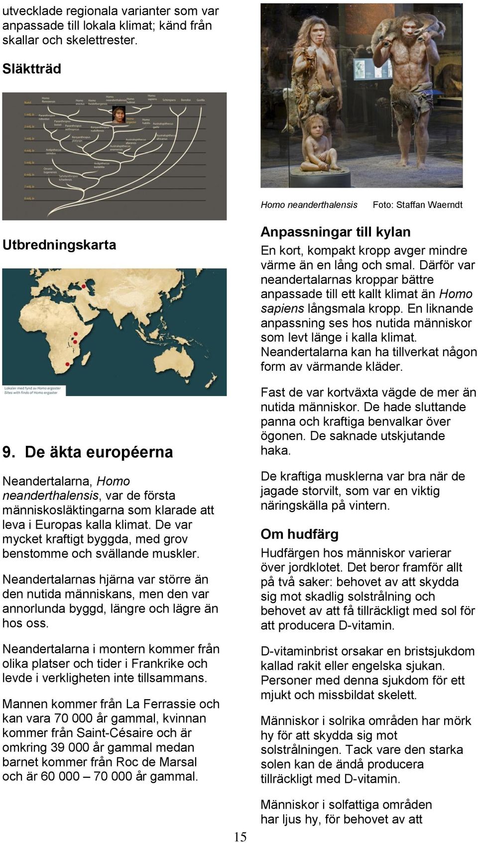 De var mycket kraftigt byggda, med grov benstomme och svällande muskler. Neandertalarnas hjärna var större än den nutida människans, men den var annorlunda byggd, längre och lägre än hos oss.