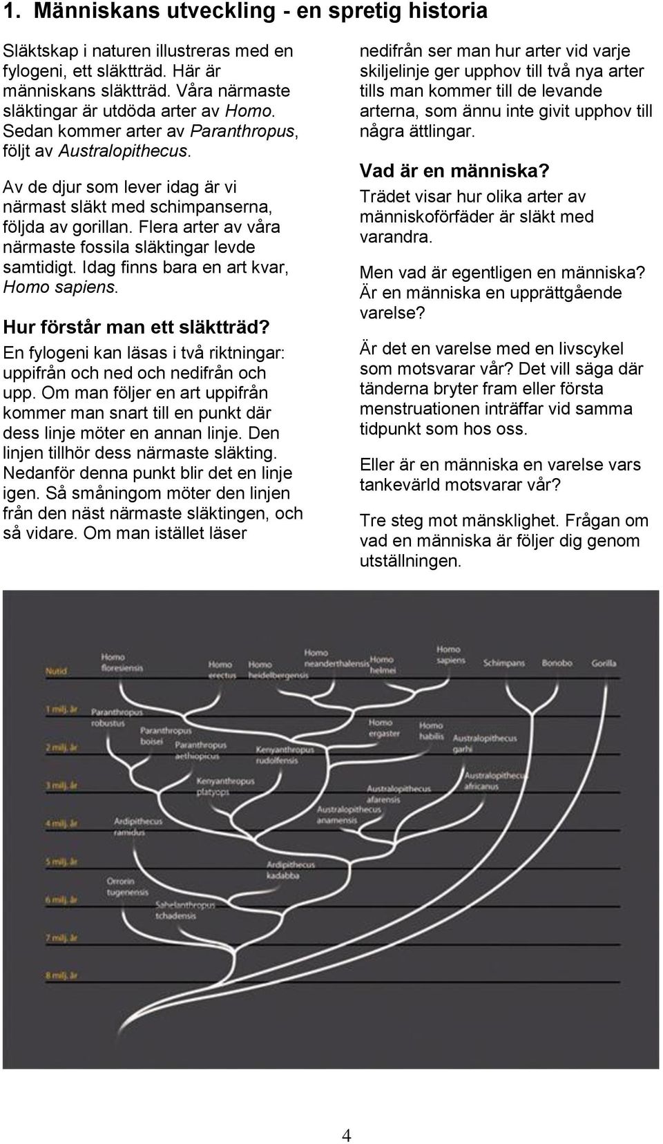 Flera arter av våra närmaste fossila släktingar levde samtidigt. Idag finns bara en art kvar, Homo sapiens. Hur förstår man ett släktträd?
