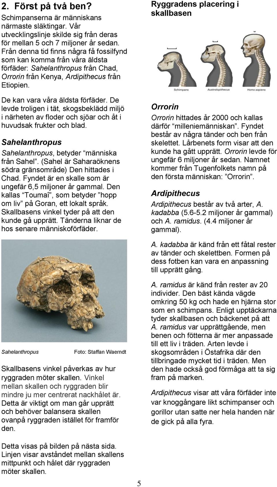 De levde troligen i tät, skogsbeklädd miljö i närheten av floder och sjöar och åt i huvudsak frukter och blad. Sahelanthropus Sahelanthropus, betyder människa från Sahel.