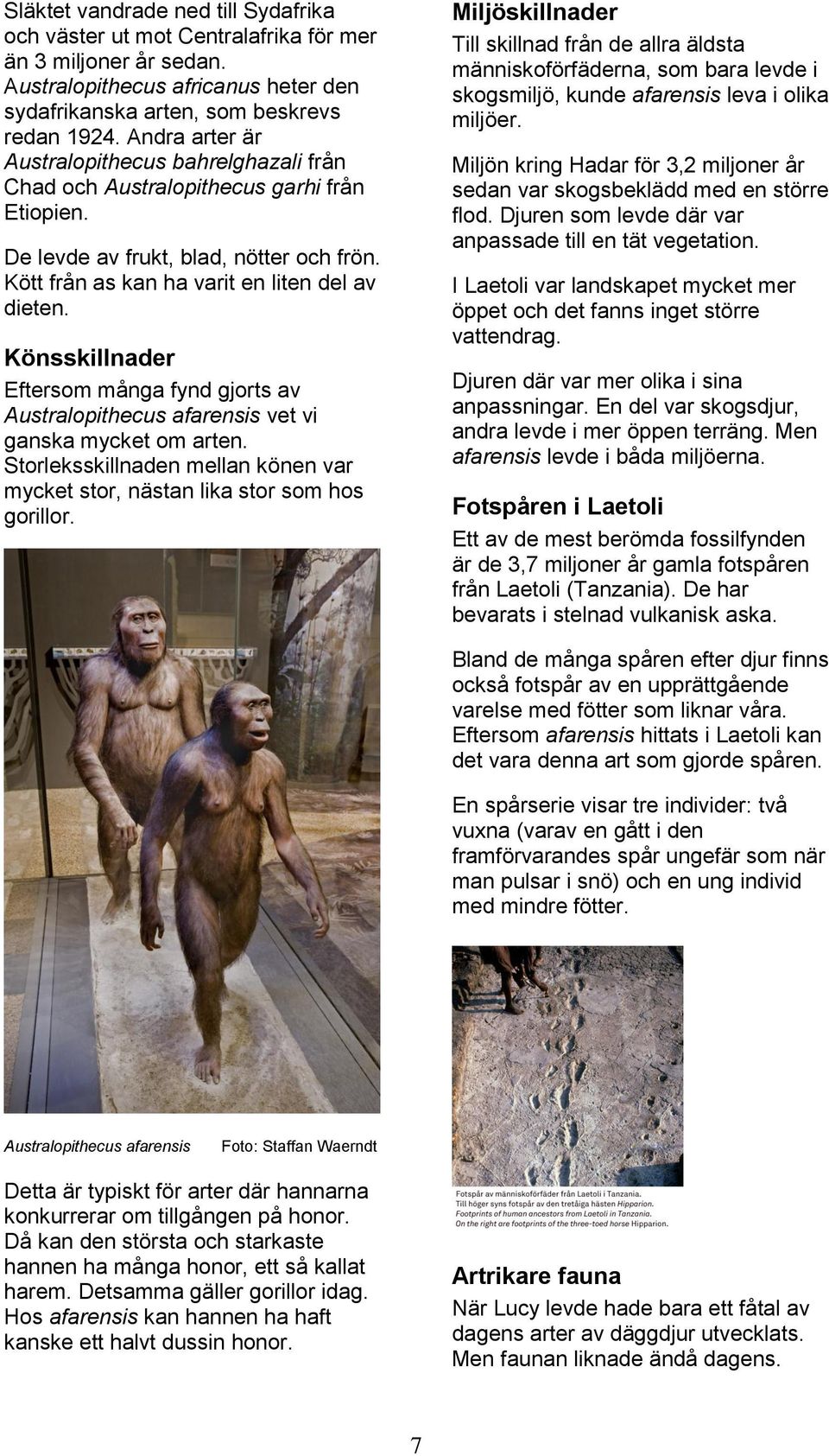 Könsskillnader Eftersom många fynd gjorts av Australopithecus afarensis vet vi ganska mycket om arten. Storleksskillnaden mellan könen var mycket stor, nästan lika stor som hos gorillor.