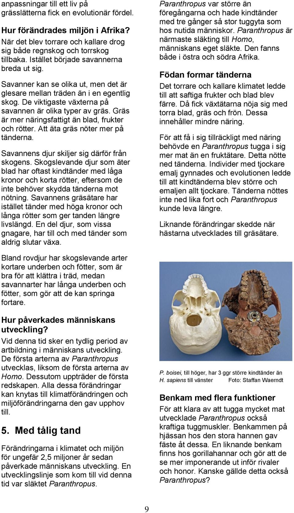 Gräs är mer näringsfattigt än blad, frukter och rötter. Att äta gräs nöter mer på tänderna. Savannens djur skiljer sig därför från skogens.