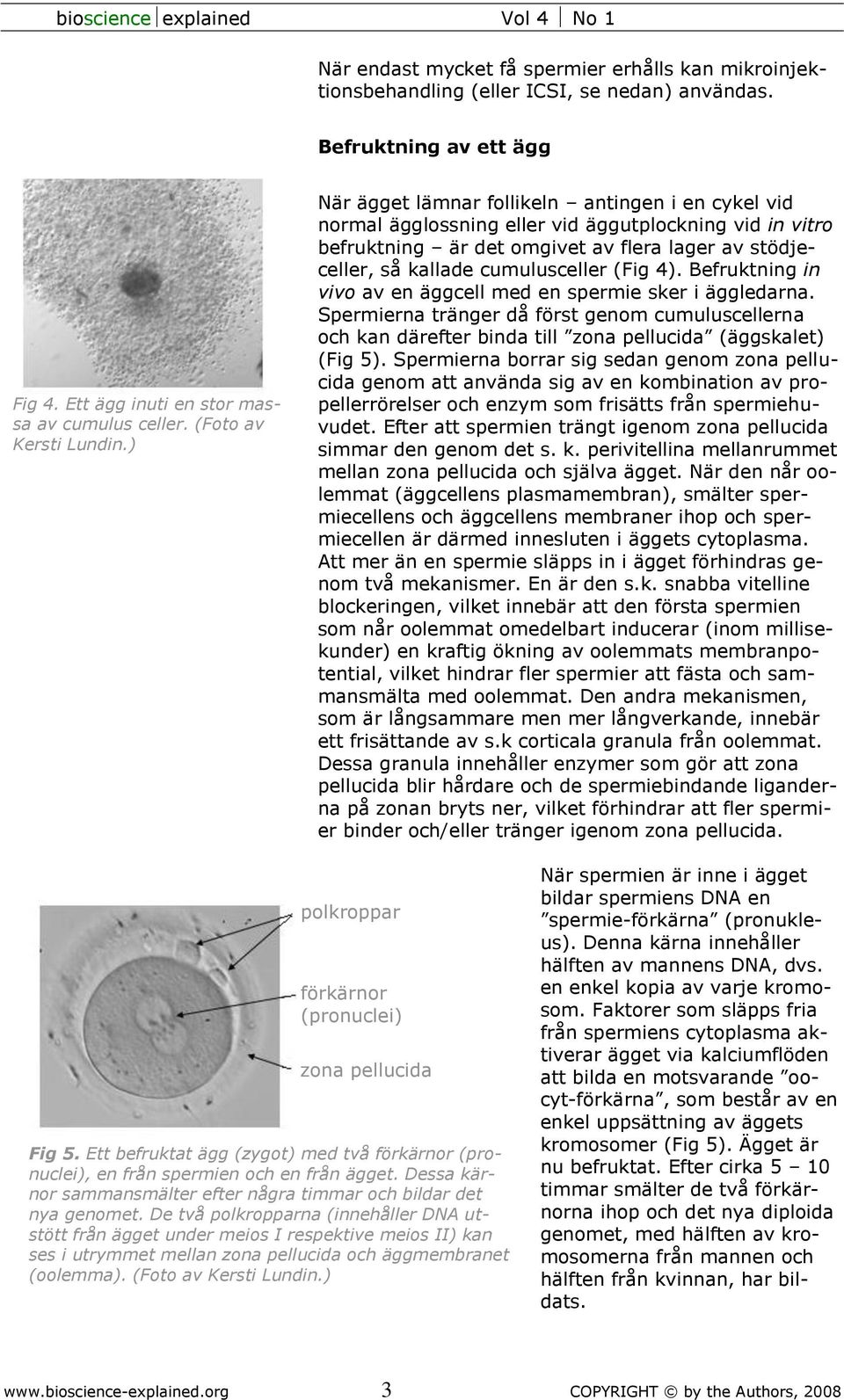 ) När ägget lämnar follikeln antingen i en cykel vid normal ägglossning eller vid äggutplockning vid in vitro befruktning är det omgivet av flera lager av stödjeceller, så kallade cumulusceller (Fig