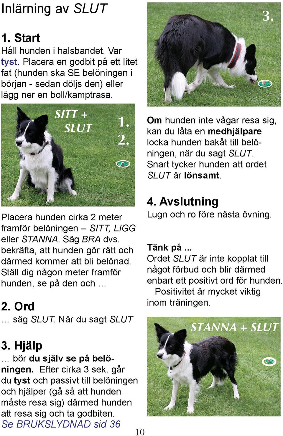 Placera hunden cirka 2 meter framför belöningen SITT, LIGG eller STANNA. Säg BRA dvs. bekräfta, att hunden gör rätt och därmed kommer att bli belönad.