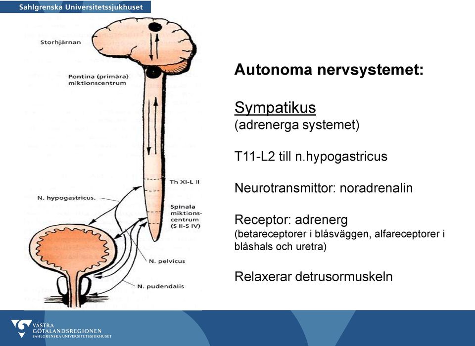 hypogastricus Neurotransmittor: noradrenalin Receptor:
