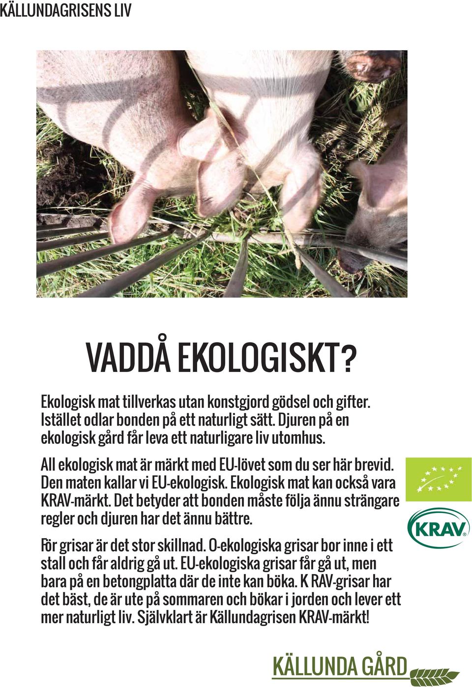 Ekologisk mat kan också vara KRAV-märkt. Det betyder att bonden måste följa ännu strängare regler och djuren har det ännu bättre. För grisar är det stor skillnad.