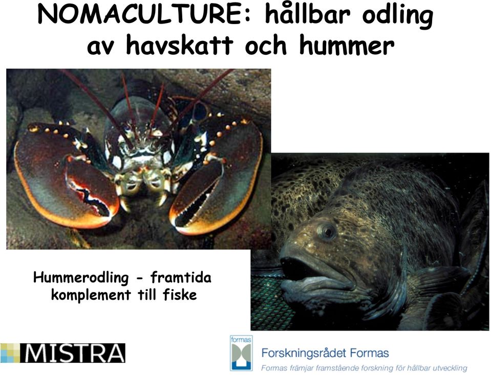 hummer Hummerodling -