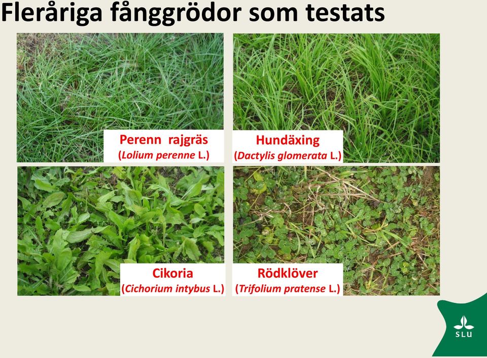 ) Hundäxing (Dactylis glomerata L.