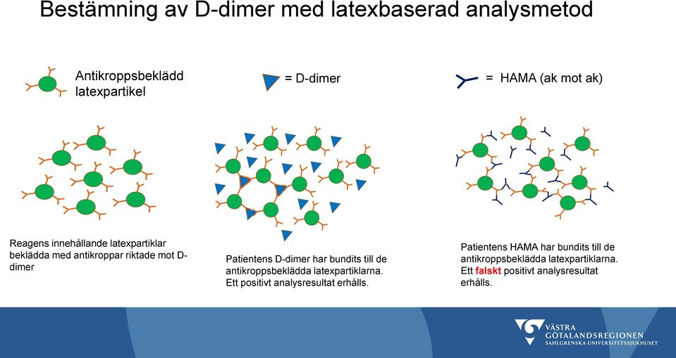 D-dimer har bundits till de antikroppsbeklädda latexpartiklarna. Ett positivt analysresultat erhålls.