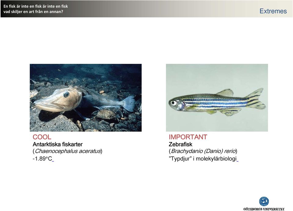 89 C IMPORTANT Zebrafisk