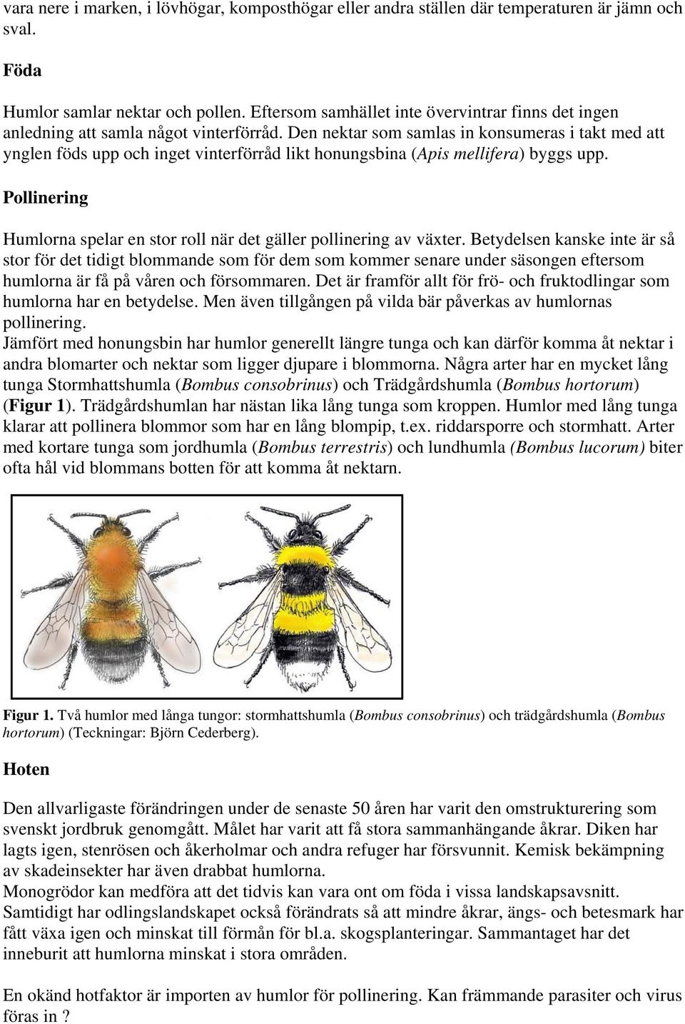 Den nektar som samlas in konsumeras i takt med att ynglen föds upp och inget vinterförråd likt honungsbina (Apis mellifera) byggs upp.