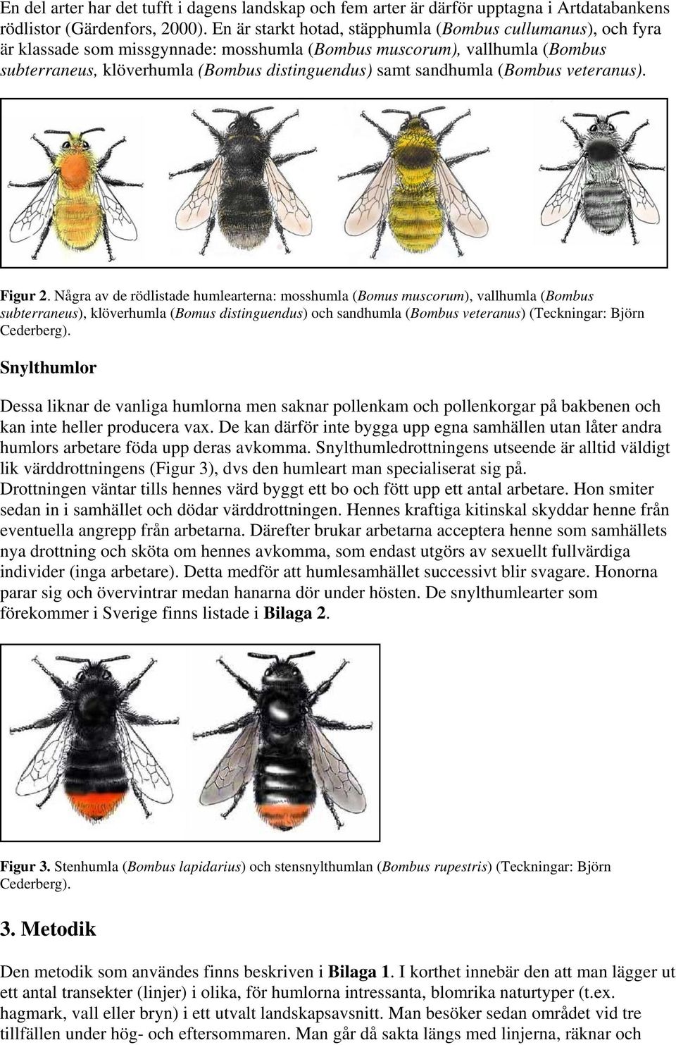 sandhumla (Bombus veteranus). Figur 2.