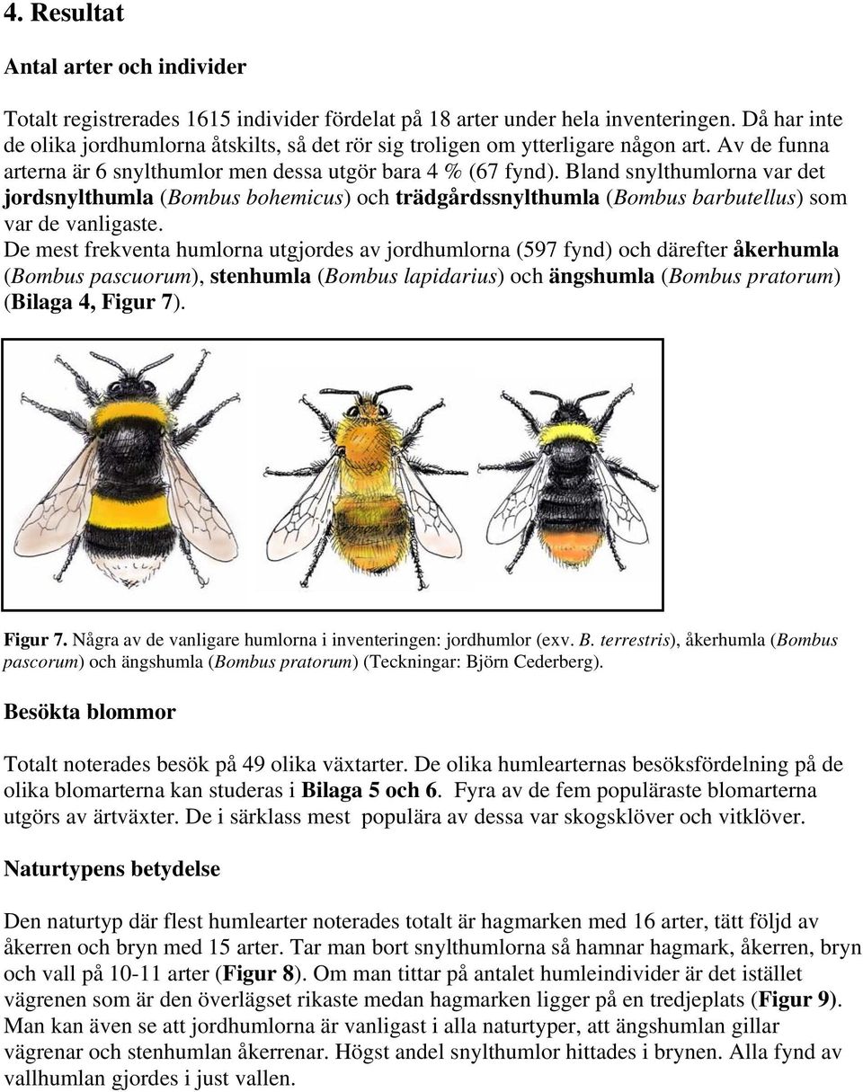 Bland snylthumlorna var det jordsnylthumla (Bombus bohemicus) och trädgårdssnylthumla (Bombus barbutellus) som var de vanligaste.