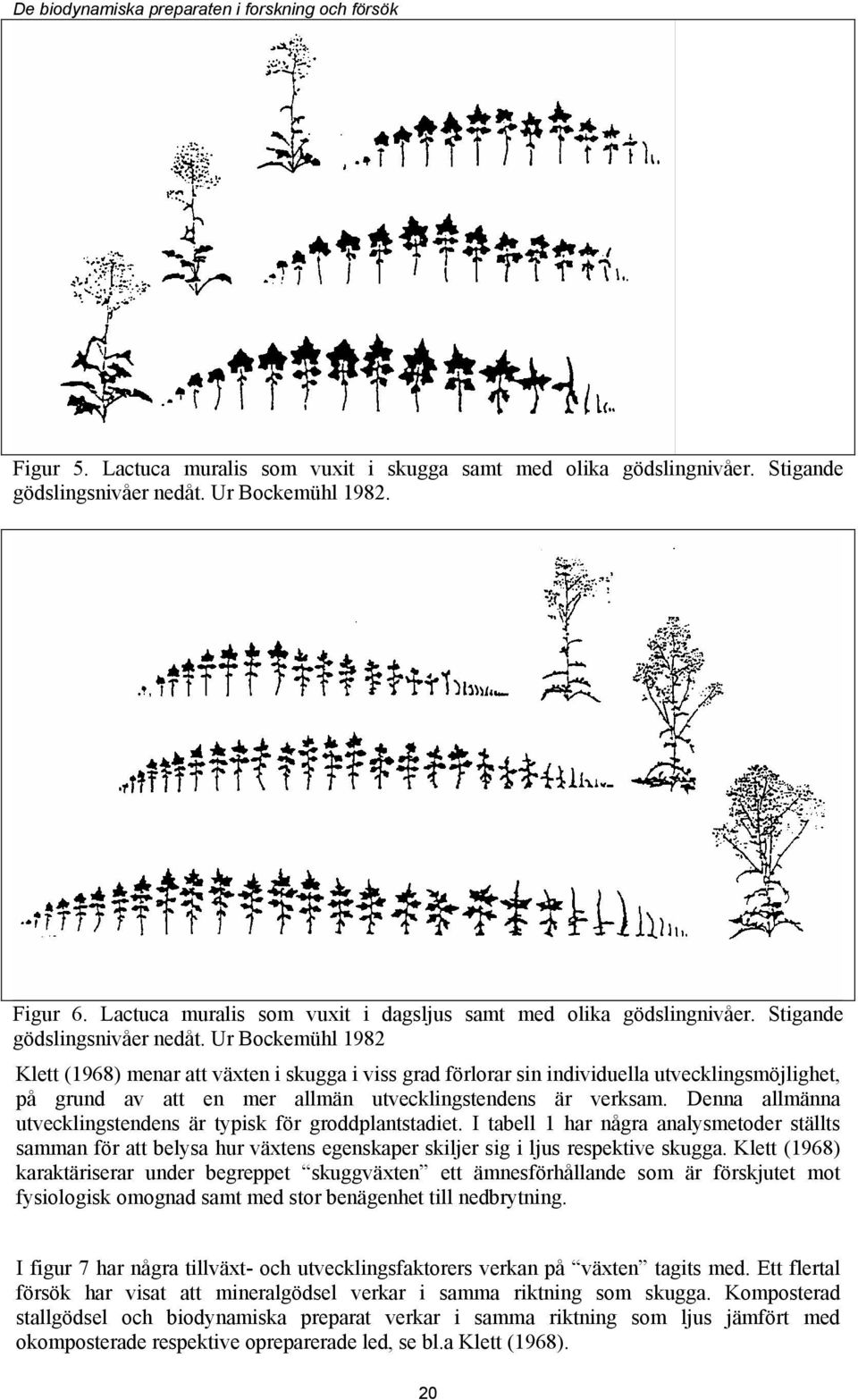 Ur Bockemühl 1982 Klett (1968) menar att växten i skugga i viss grad förlorar sin individuella utvecklingsmöjlighet, på grund av att en mer allmän utvecklingstendens är verksam.