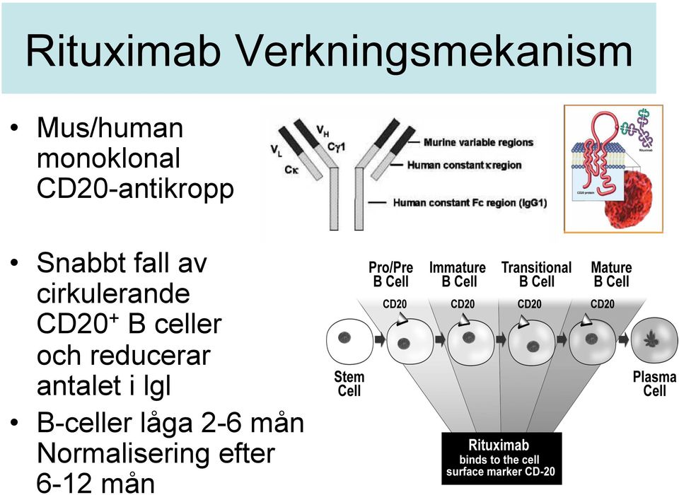 cirkulerande CD20 + B celler och reducerar