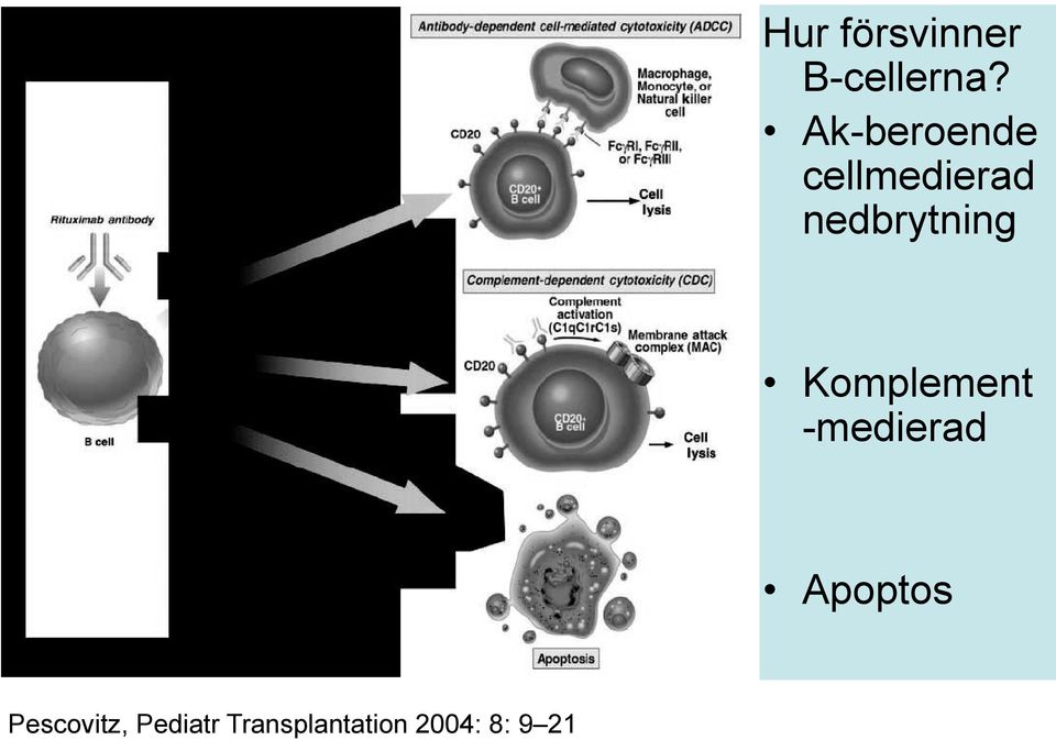 nedbrytning Komplement -medierad