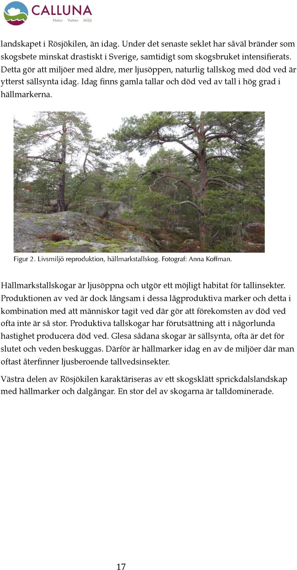 Livsmiljö reproduktion, hällmarkstallskog. Fotograf: Anna Koffman. Hällmarkstallskogar är ljusöppna och utgör ett möjligt habitat för tallinsekter.