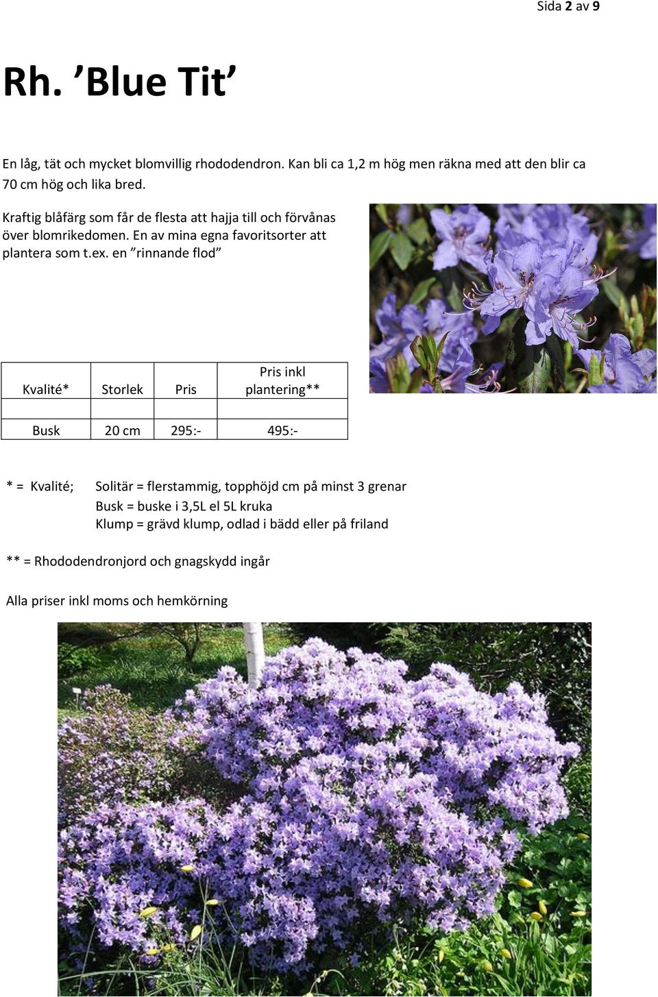 Kraftig blåfärg som får de flesta att hajja till och förvånas över blomrikedomen.