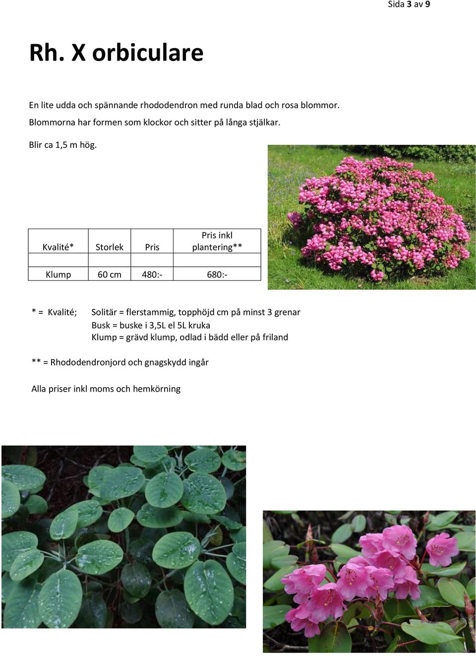 rhododendron med runda blad och rosa blommor.