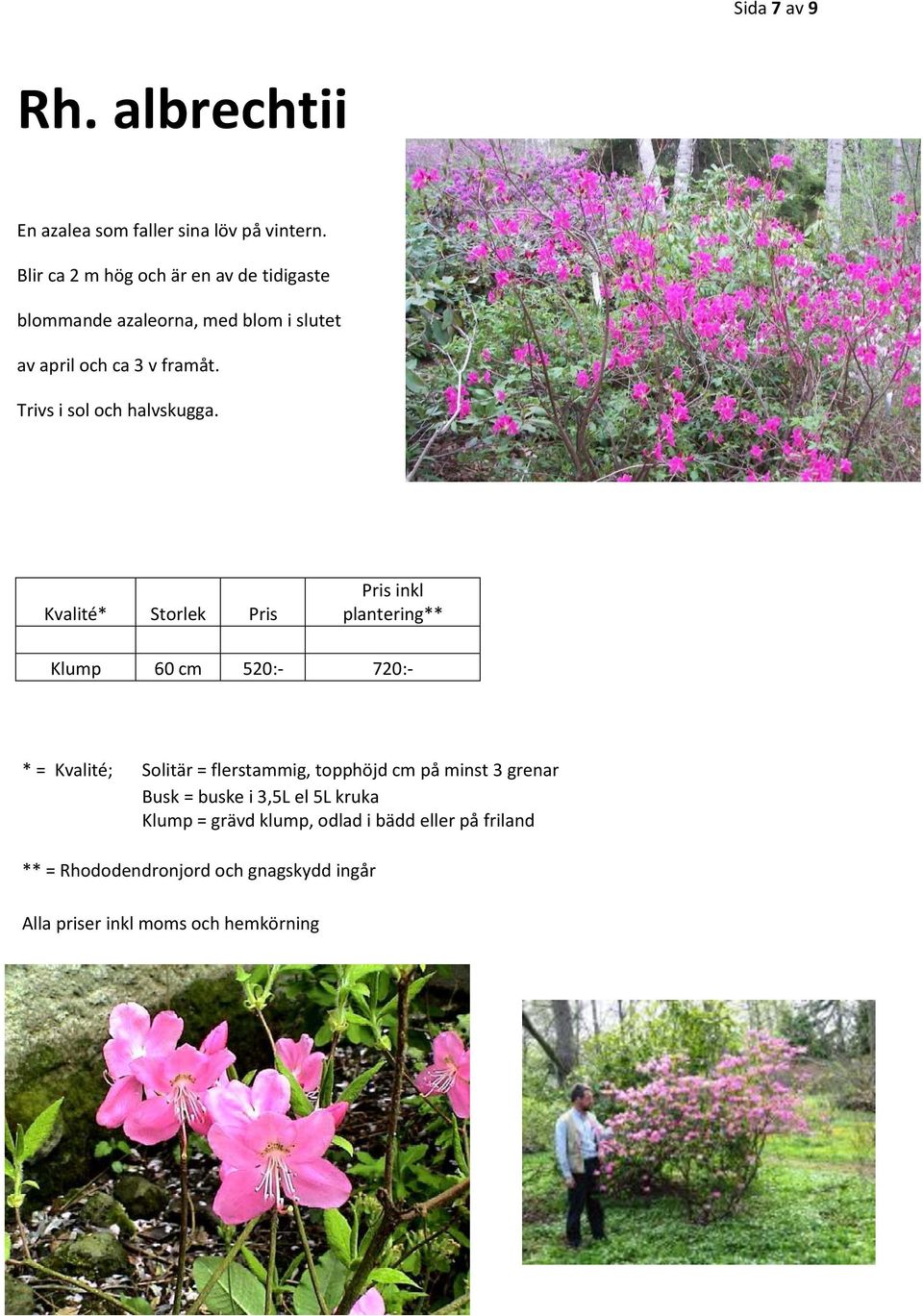 Blir ca 2 m hög och är en av de tidigaste blommande