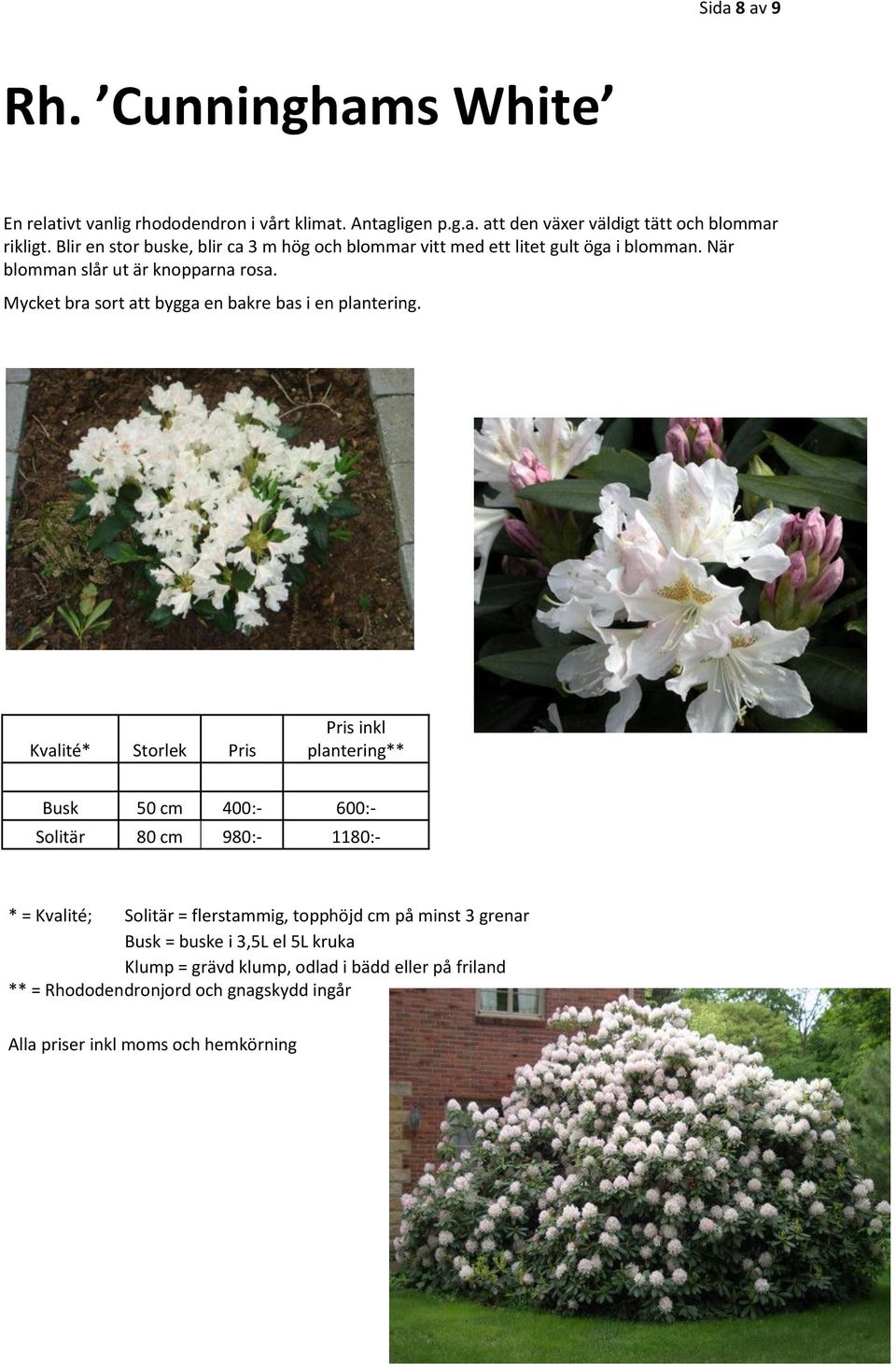 Blir en stor buske, blir ca 3 m hög och blommar vitt med ett litet gult öga i blomman.